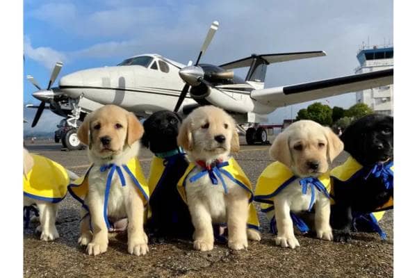 Flight Volunteers Airlift Mexican Dogs To Us