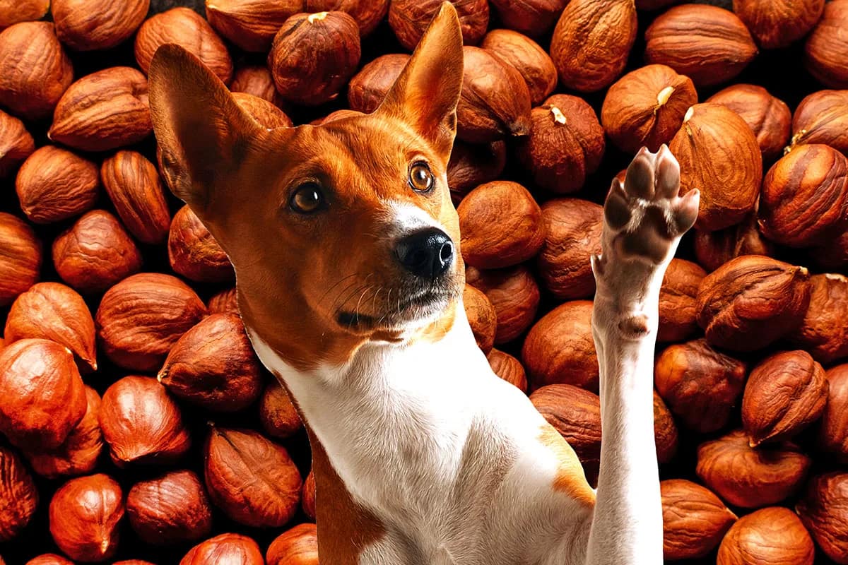 hazelnuts for dogs