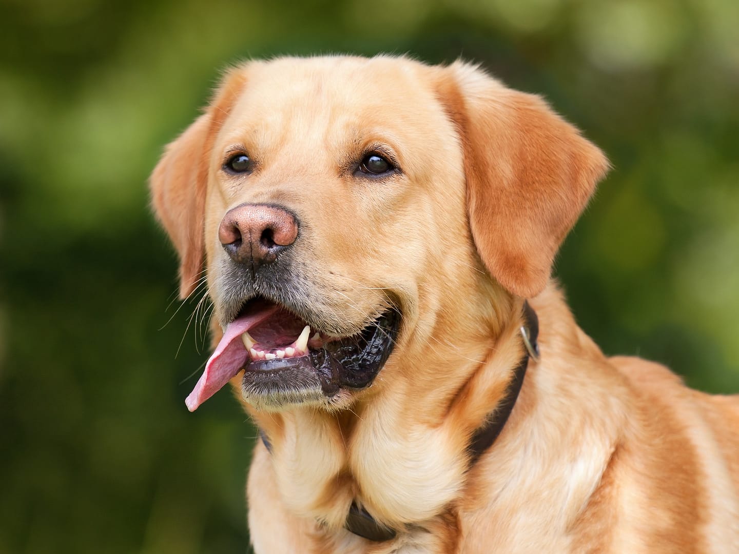 american dog breeds, dog , dog breeds , adopting a dog , dog adoption , bonevoyagedogrescue