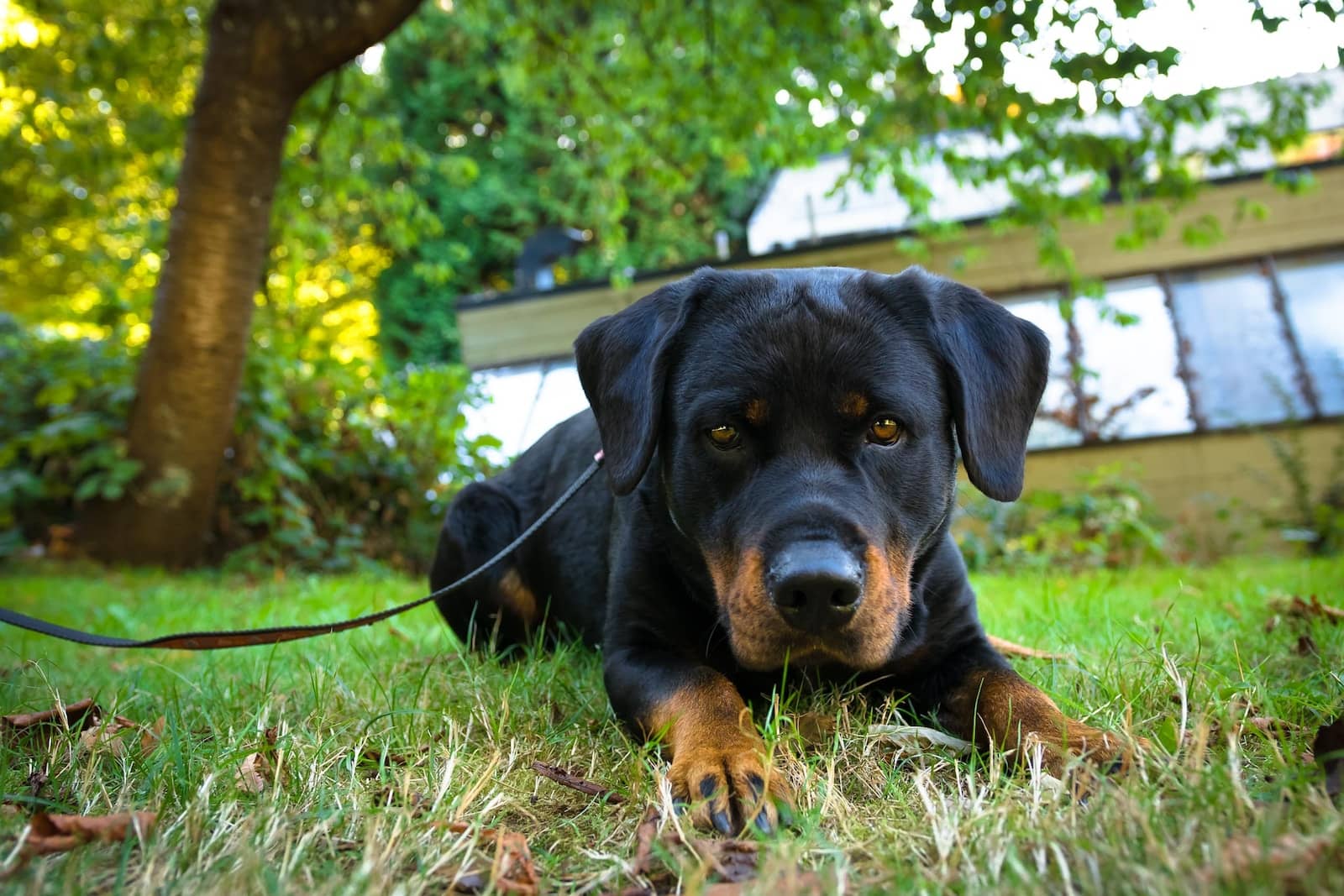 Central California SPCA black and tan rottweiler puppy lying on the ground