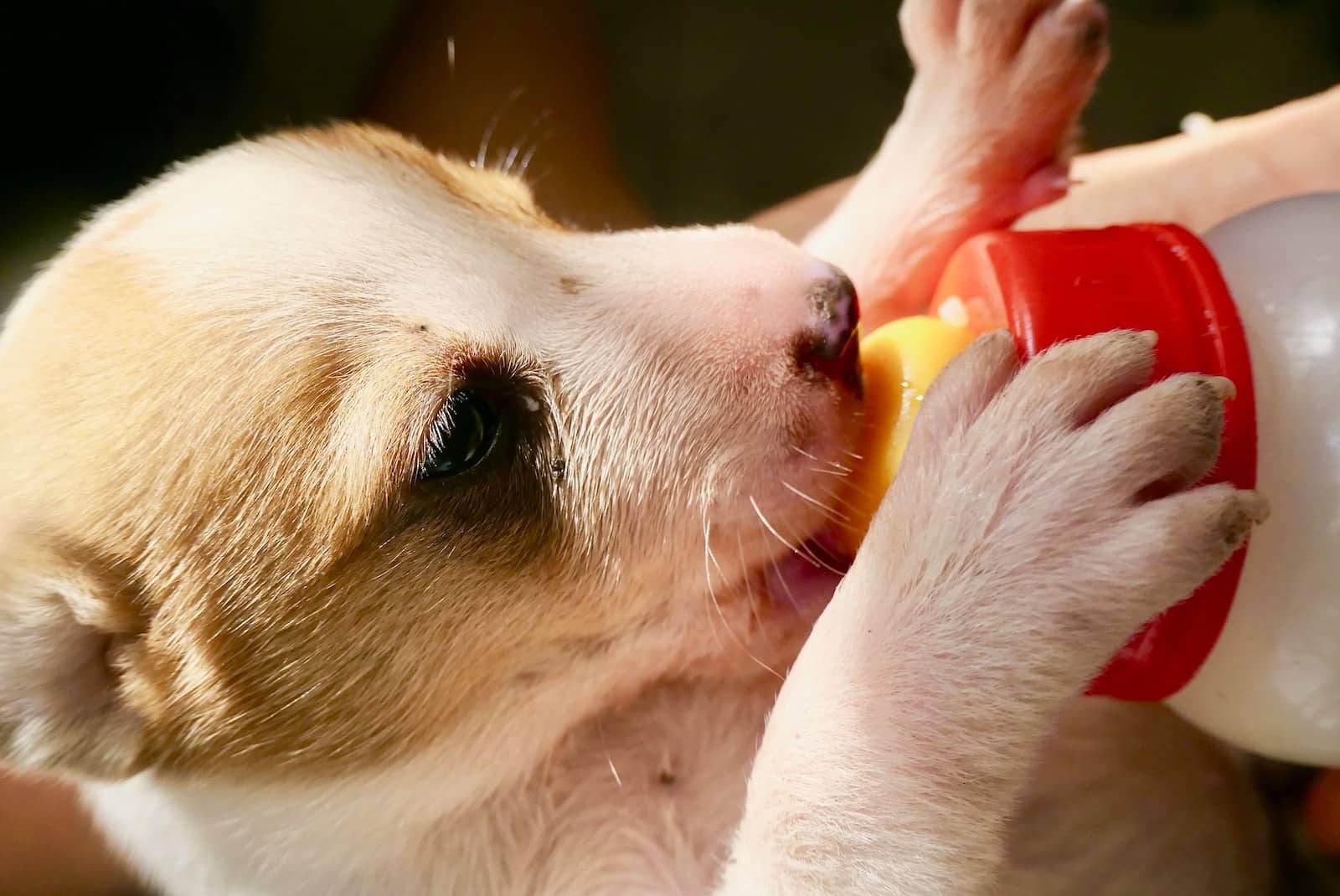 Un pequeño perro marrón y blanco bebiendo leche de cachorro de una botella