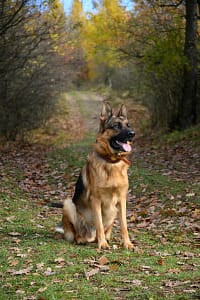 razas-de-perros-populares-pastor-alemán
