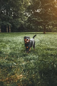 razas de perros más populares-rottweiler