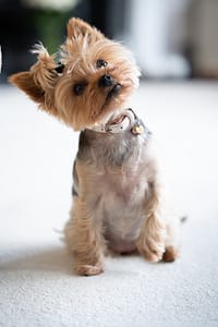 razas-de-perros-más-populares-yorkshire-terrier