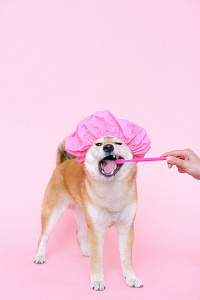 Person Using A Toothbrush On Dog With Shower Cap