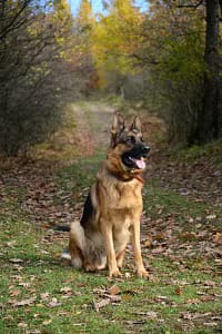 most-popular-dog-breeds-german-shepherd