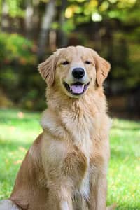 most-popular-dog-breeds-golden-retriever