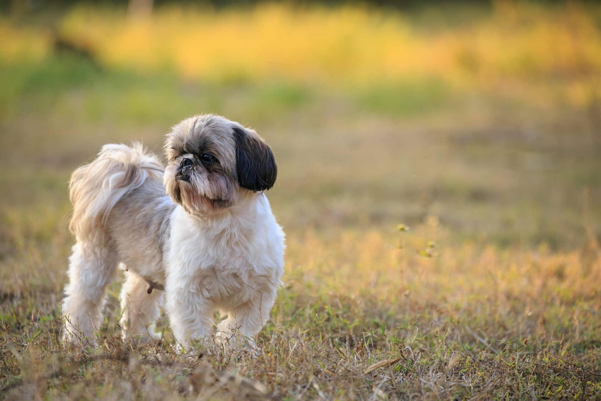 Lhasa Apso and Shih Tzu , adopting a dog , dog adoption , bonevoyagedogrescue