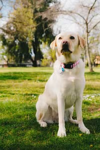 most-popular-dog-breeds-labrador-retriever (1)