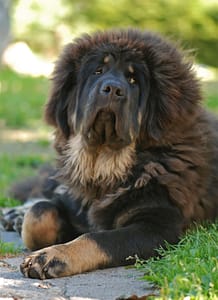 tibetan-mastiff-dog