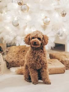 most-popular-dog-breeds-poodle