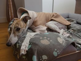 son huesos facilmente digeridos por un galgo italiano