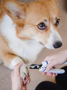 The Best Dog Nail Clippers