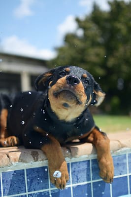 a rottweiler/Rotticorso that is laying down on a ledge
