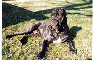 neapolitan-mastiff-dog