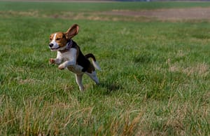 razas-de-perros-más-populares-beagle