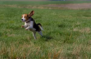 most-popular-dog-breeds-beagle