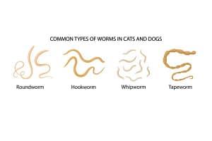 Can Humans Get Worms From Dogs | Bone Voyage Dog Rescue