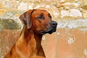 rhodesian ridgeback, dog, guard dog