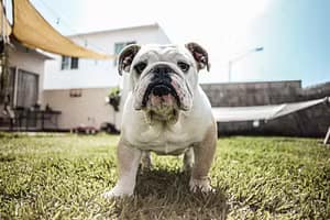 most-popular-dog-breeds-bulldog-1