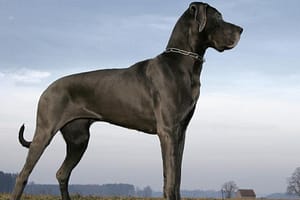 biggest dog 