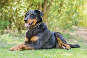 Beauceron