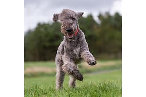 Bedlington Terrier 