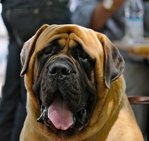 english-mastiff-dog