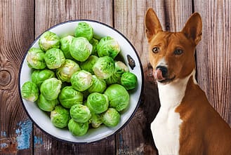 Can Dogs Eat Cabbage? Discover The Nutritional Benefits 2023