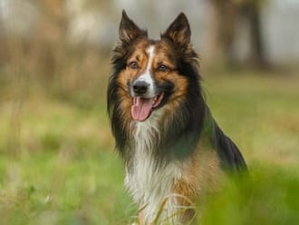 son los border collies vocales