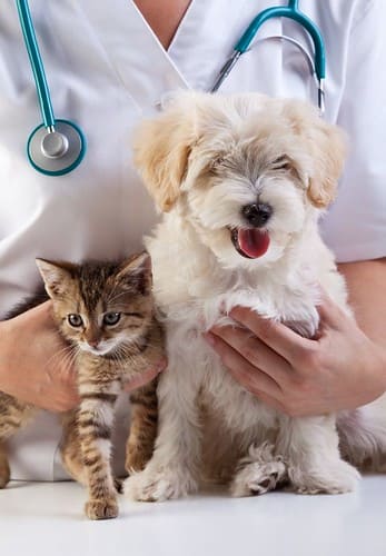 SPCA of the Triad veterinary clinic,dog and cat, caucasian, check, checkup, clinic, doctor, dog, equipment, examination, examining, hand, health, healthcare, healthy, hold, holding, kitten, kitty, love, medical, medicine, nurse, occupation, people, pe