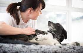 Dog Massage Therapist