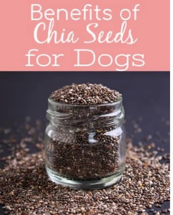 Can dogs eat chia seeds