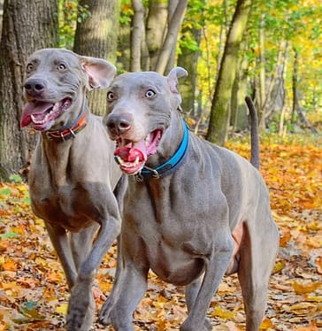 Weimaraner With Cropped Ears