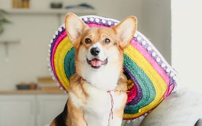 Por qué estadounidenses y canadienses adoptan perros mexicanos