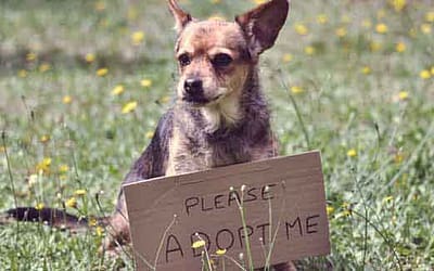 Mascotas de Craigslist: ¿Proceden de fábricas de cachorros?