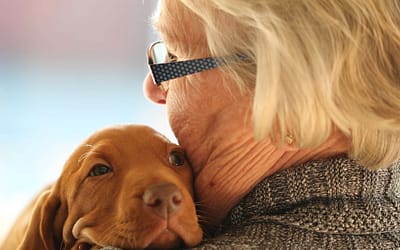 Adoptar perros mayores: 3 razones por las que pueden ser tus compañeros perfectos