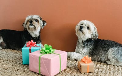 5 Best Dog Subscription Boxes