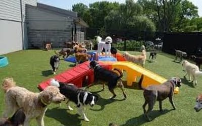 How To Start A Fun-loving Doggie Daycare
