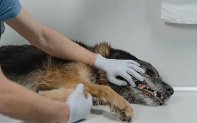 Symptoms of Severe Dog Poisoning and What to Do