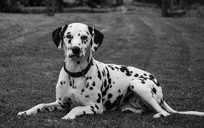 The Timeless Appeal of Black and White Dogs: A Perfect Match for Any Home