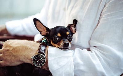 The Calm Companions: Exploring  5 Chill Chihuahua Facts