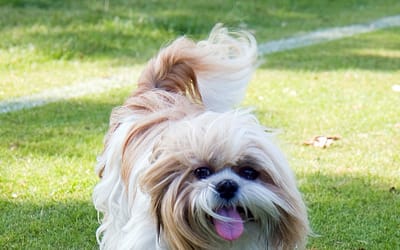 Exploring the Lhasa Apso and Shih Tzu: Similarities, Differences, and Characteristics