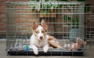 How to Choose the Best Dog Crate for Your Dog