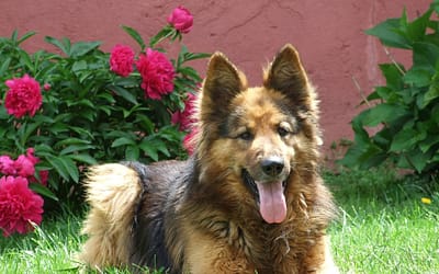 American Dog Breeds: Uncover the Finest Canine Companions