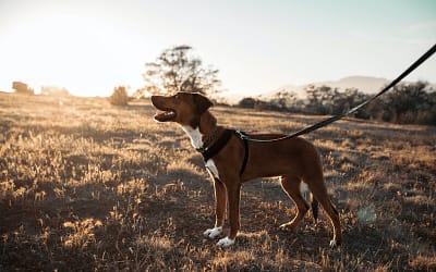 A Guide to Choosing the Best Dog Leashes
