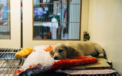 Refugios para perros: Qué significa realmente