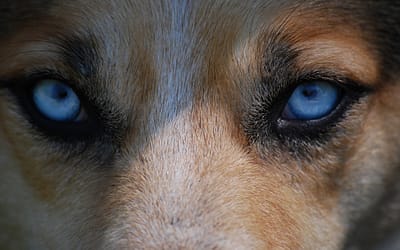 Dogs With Blue Eyes: What You Need To Know