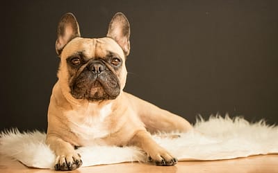 How to Choose an Unforgettable French Bulldog Name