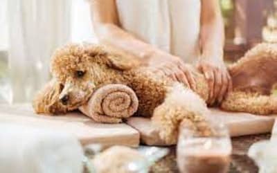 How To Become A Expert Dog Massage Therapist